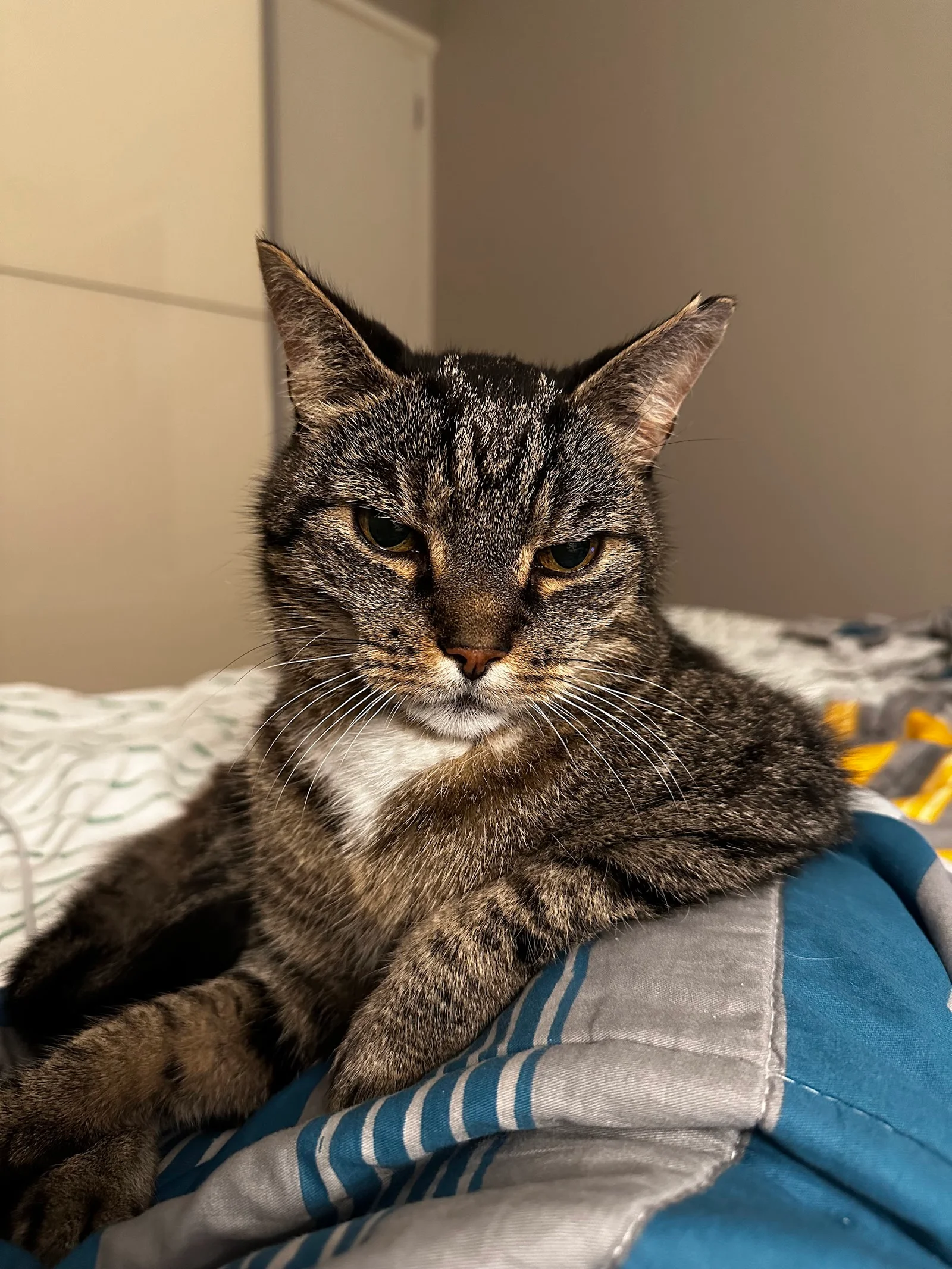 Original tabby cat photo